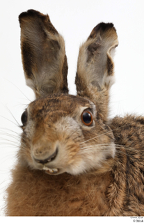 Hare  1 head 0015.jpg